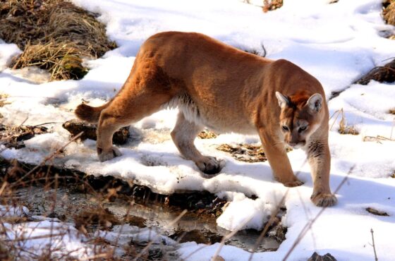 A mountain lion (cougar) in the wild. Wikimedia Commons/by NaturesFan1226